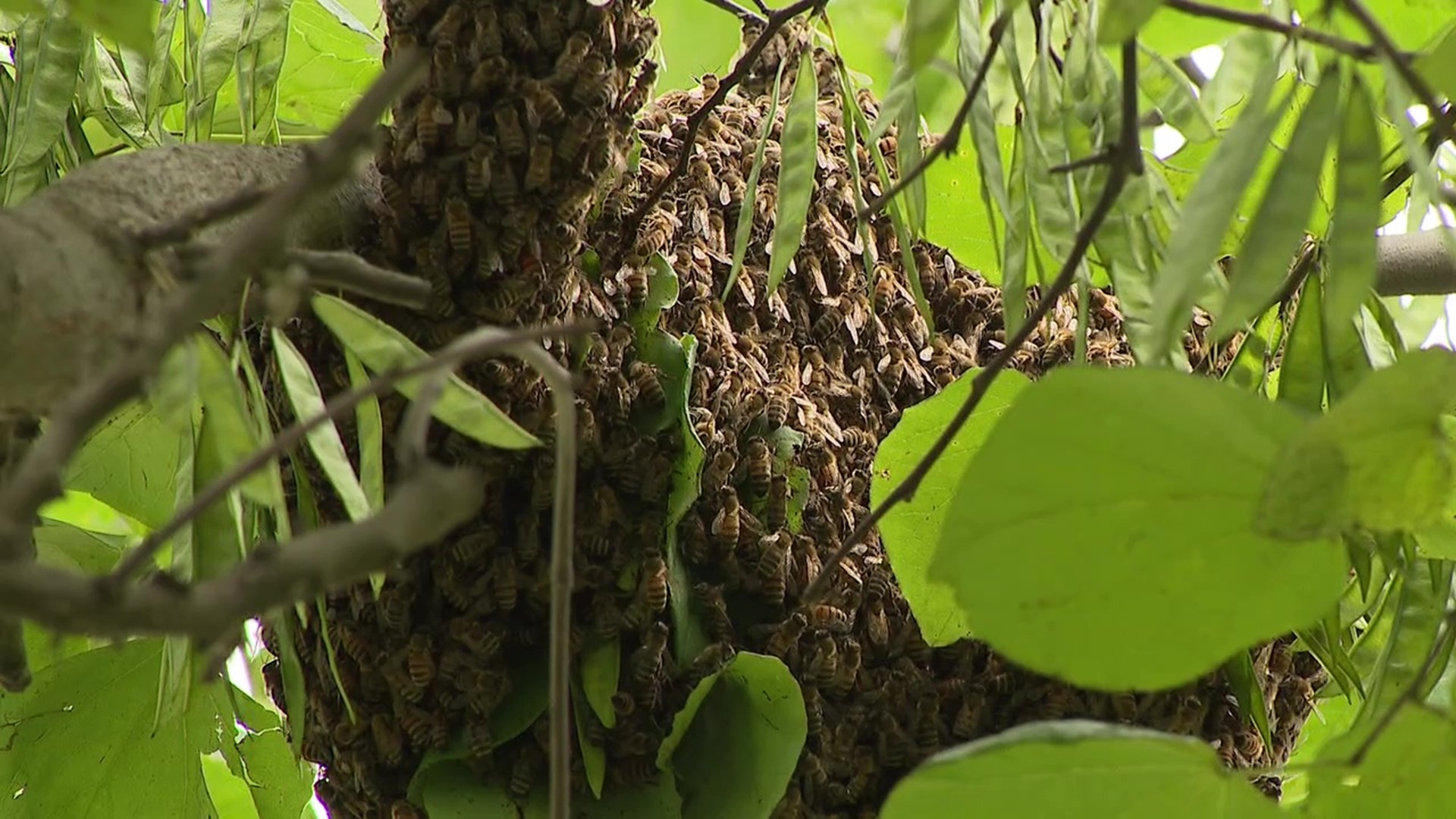 Local beekeeper shares how buying license plates helps honey bees