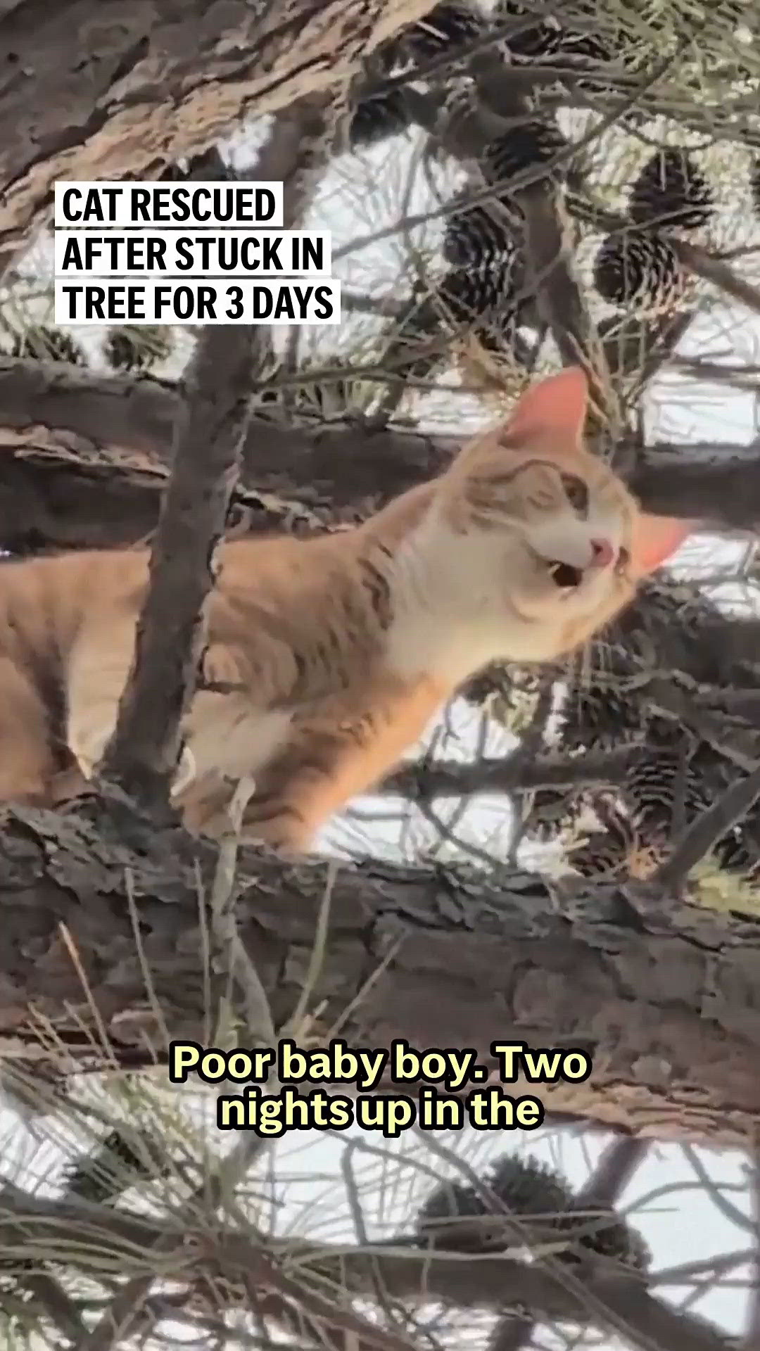 Cat rescued after being stuck in tree for 3 days | wnep.com