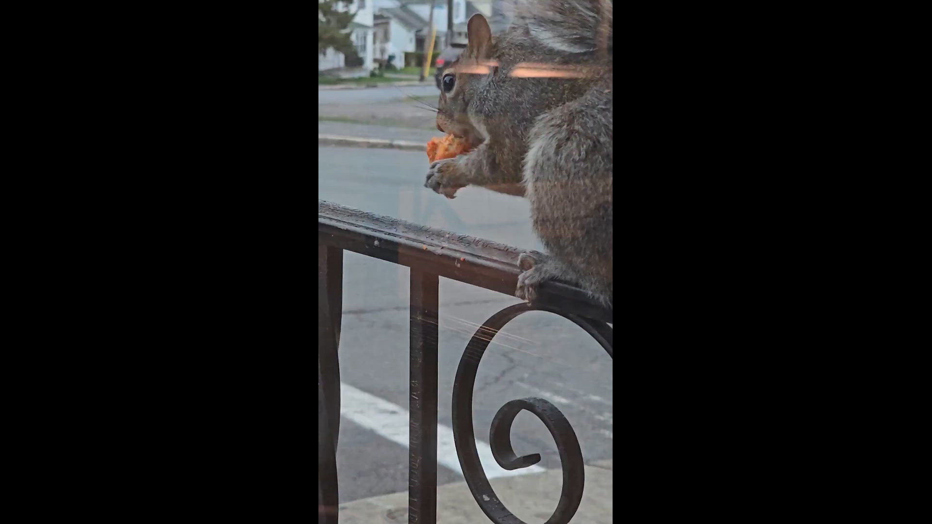 Saw this squirrel eating a buffalo chicken wing in Dunmore.
Credit: Mel Hughes