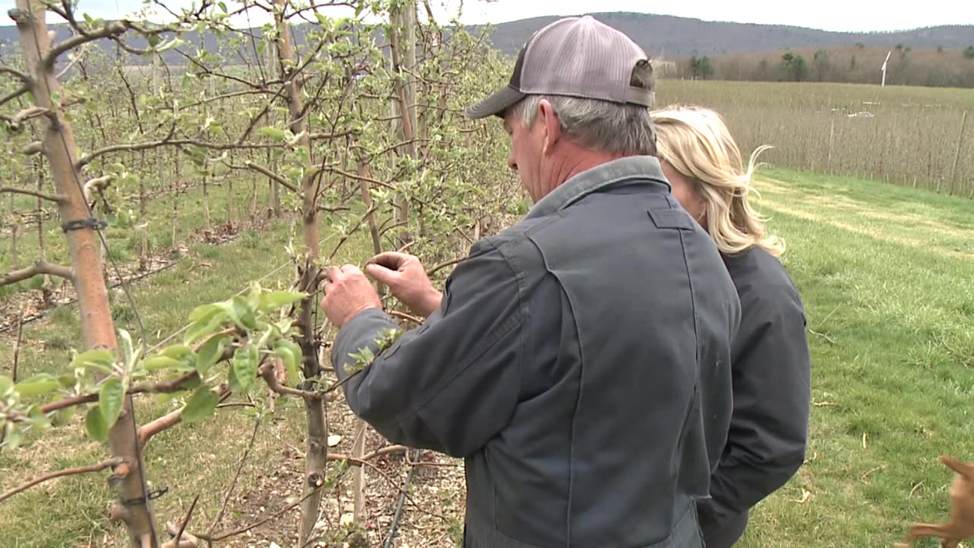 Fruit farmers are keeping a close eye on the upcoming cold temperatures, and it's not the first time this year things have gone wrong for their crops.