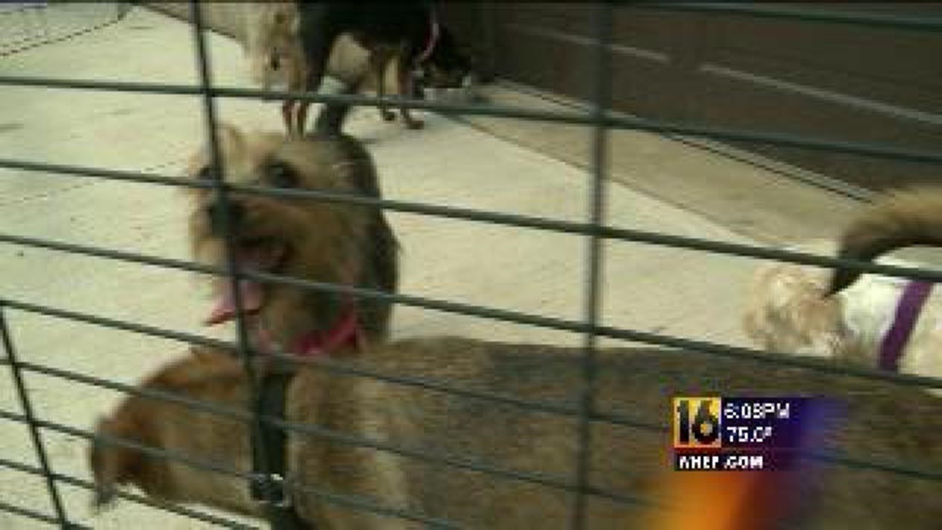 Dozens of Animals Seized from Animal Control Officer