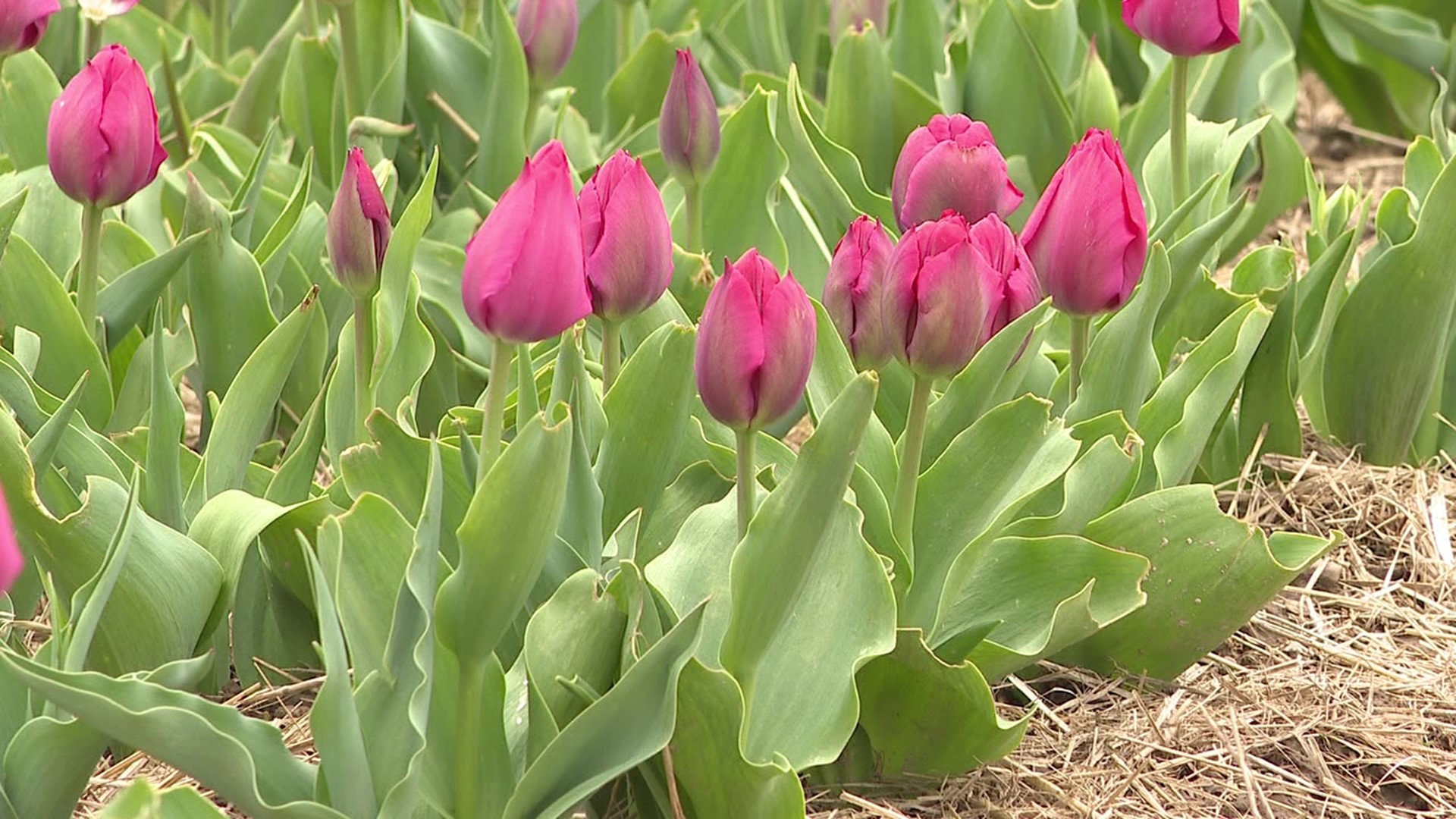 The warm April weather is speeding up the season for Brown Hill Farms.