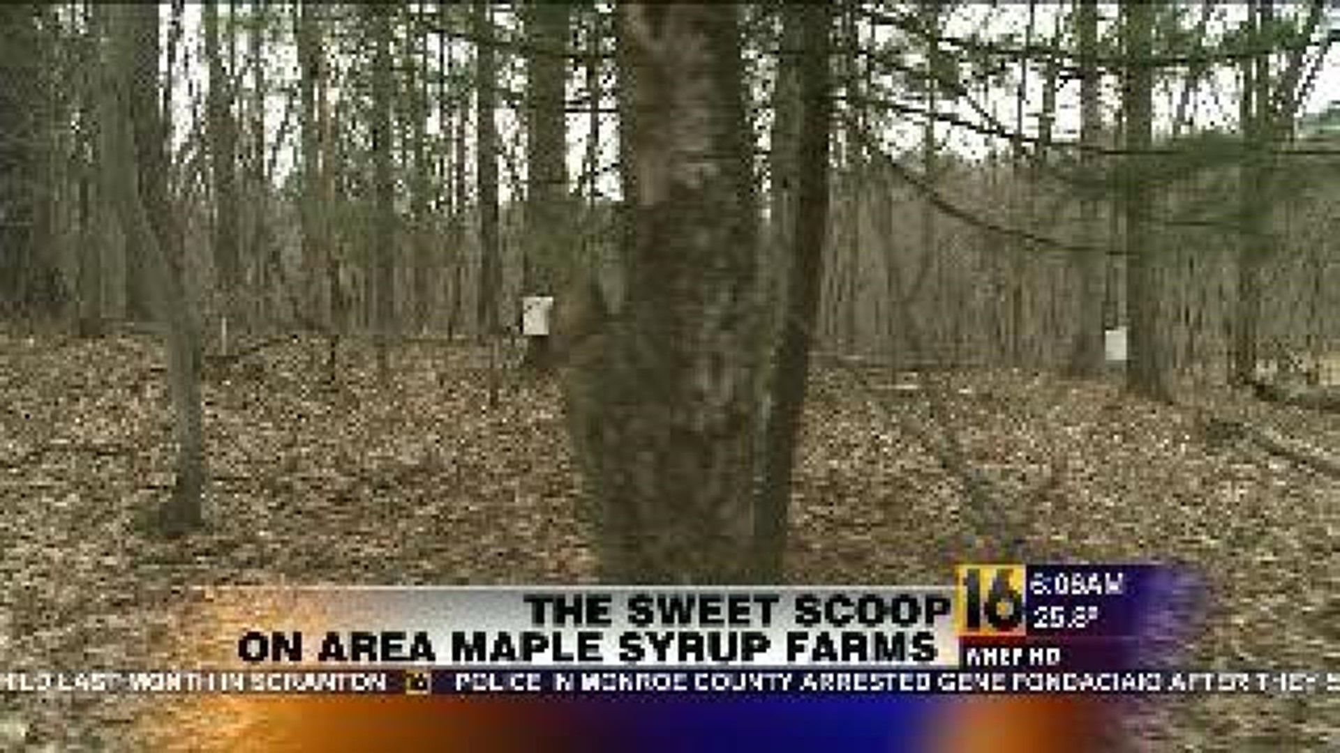 The Sweet Scoop on Maple Syrup Farms