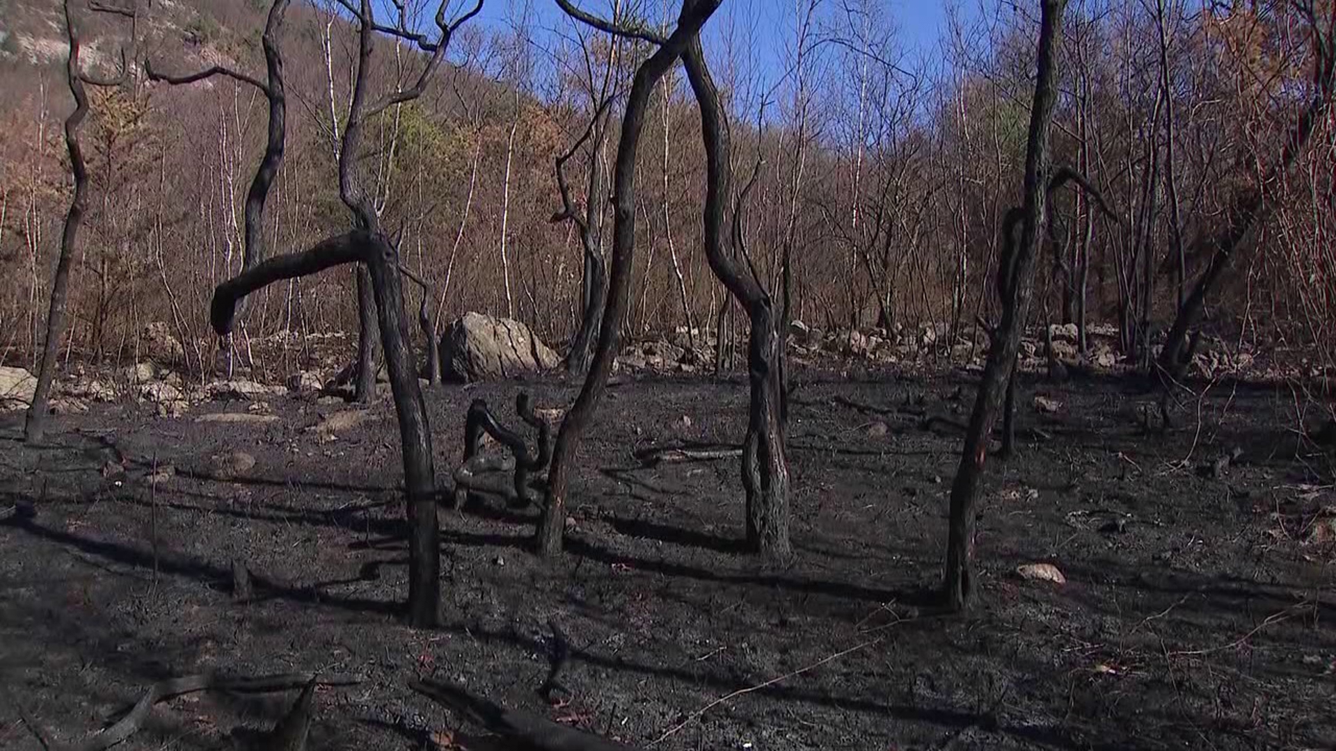 Nearly 600 acres were scorched in the fire. Newswatch 16's Emily Kress stopped by the Lehigh Gap Nature Center to talk about the future health of the forest. 