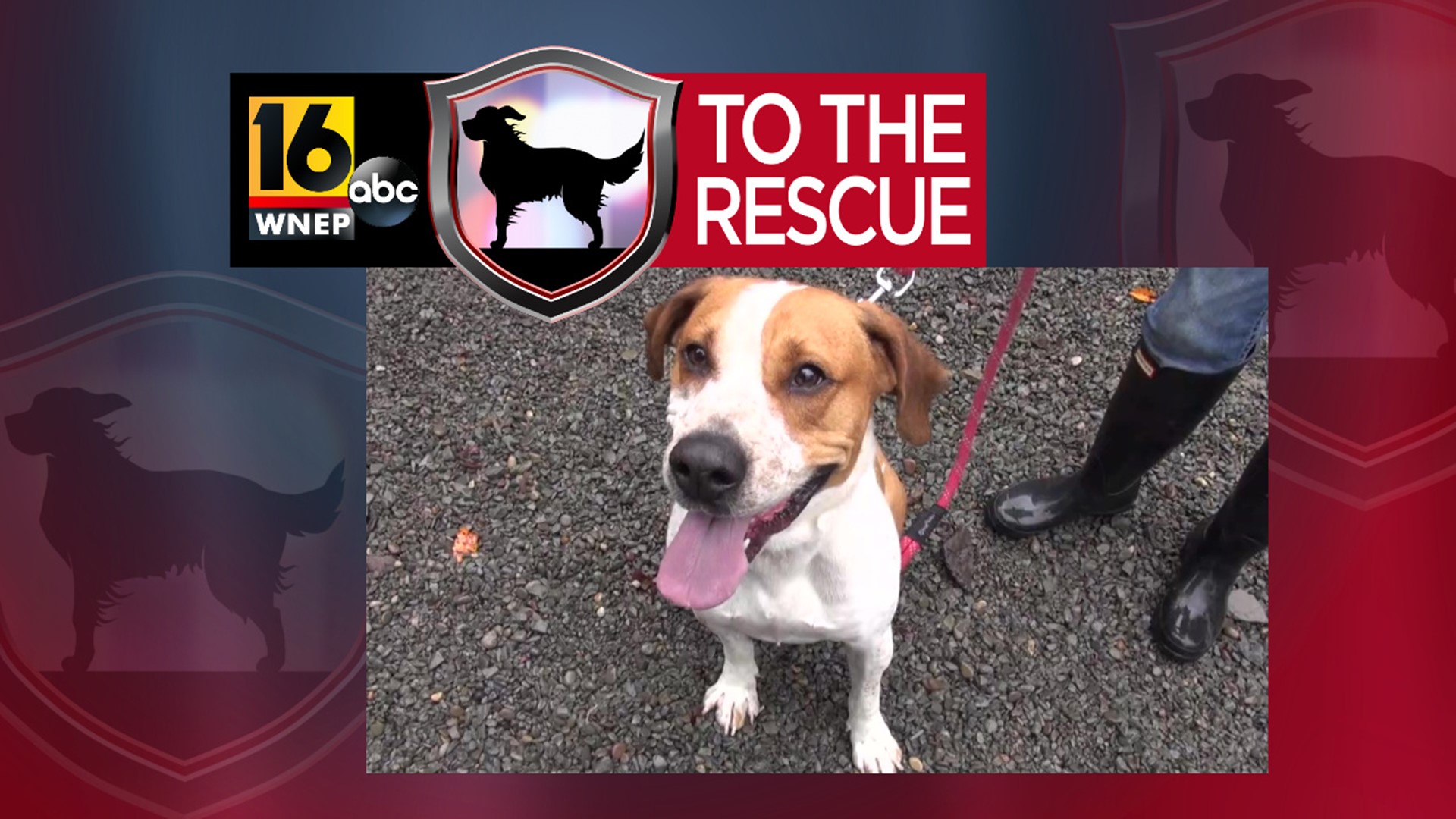 In this week's 16 To The Rescue, we meet a 3-year-old bulldog hound mix who was rescued from a hoarding situation this past winter.
