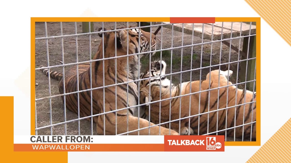 A caller from Wapwallopen has an idea on how to feed tigers.