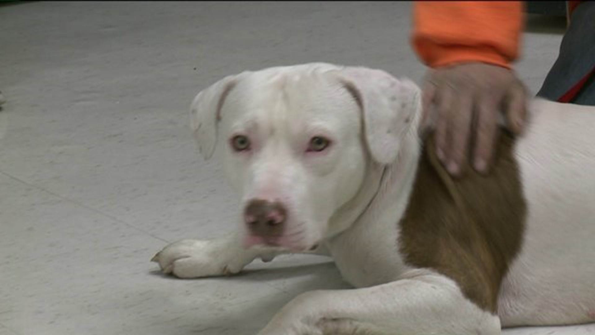 Family Praises Dog For Saving Them From Fire