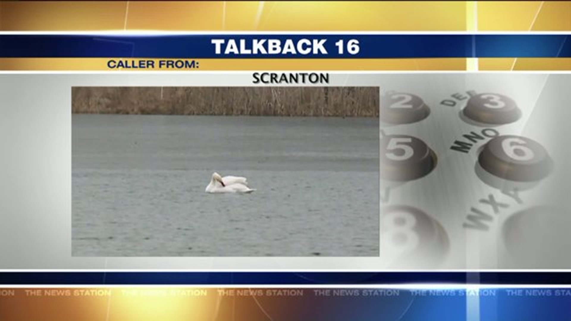 Talkback 16: Beating a Dead Swan
