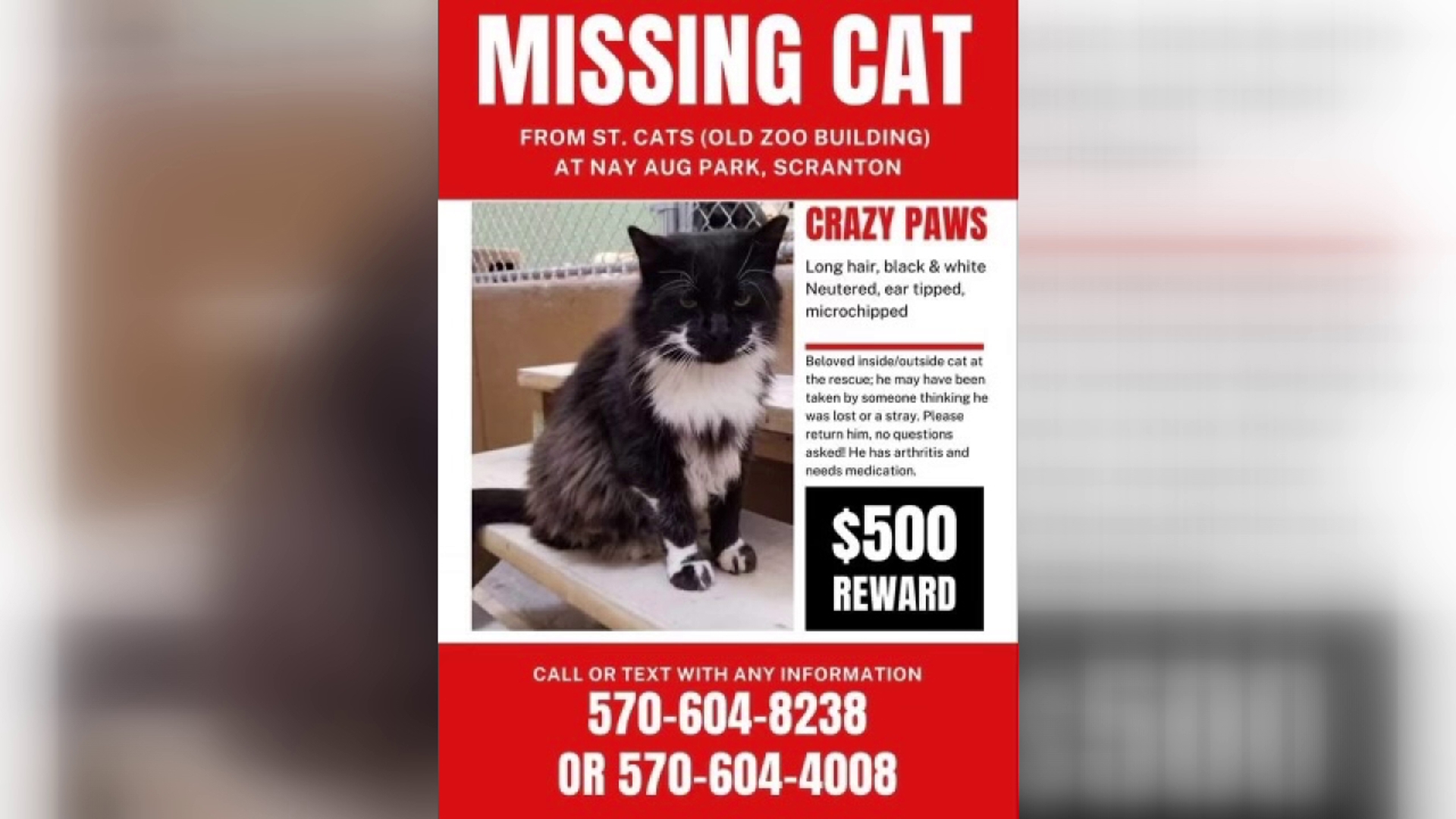 Crazy Paws is missing from Street Cats at Nay Aug Park
