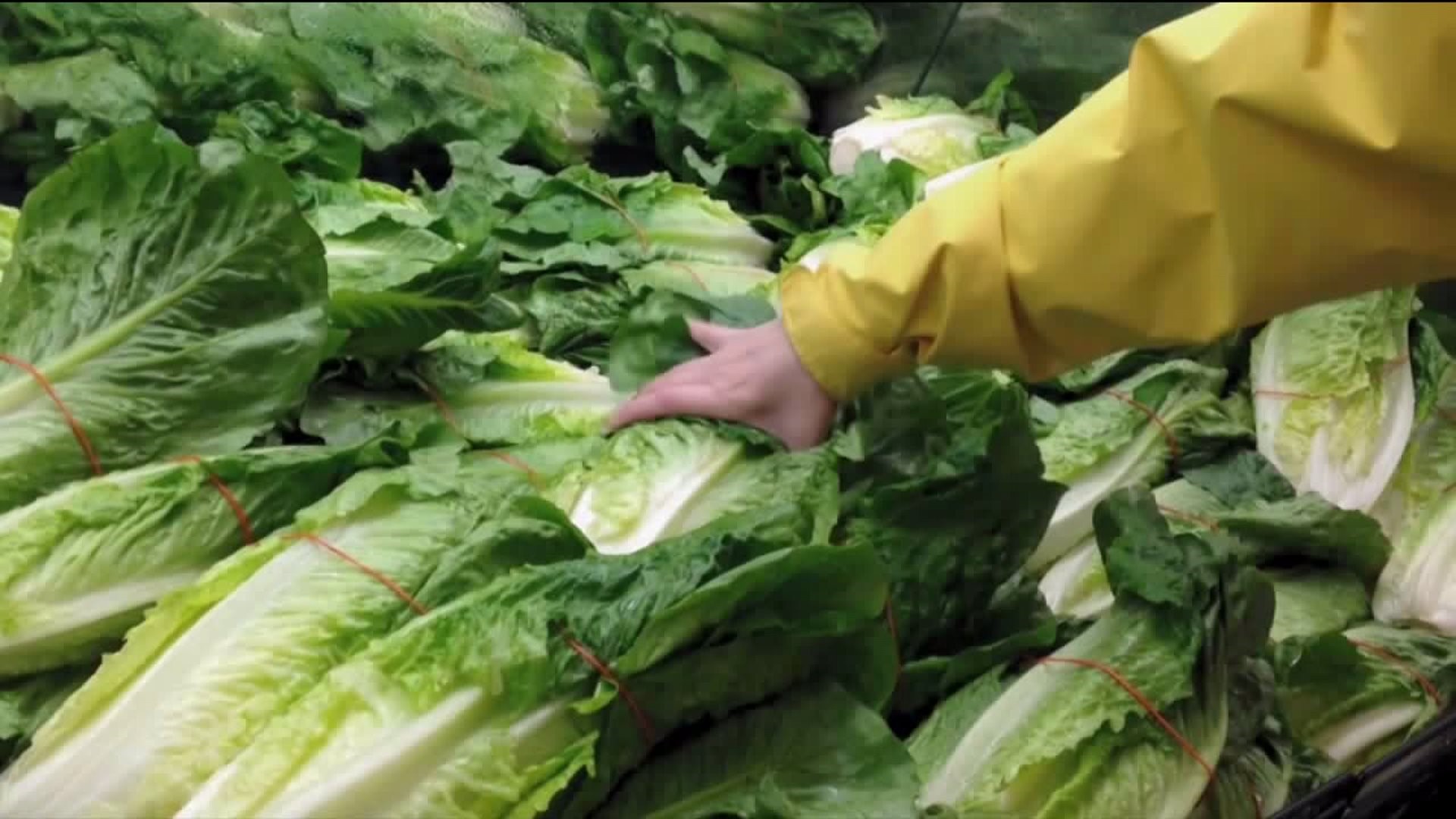 Businesses, Shoppers Affected by Romaine Lettuce Warning