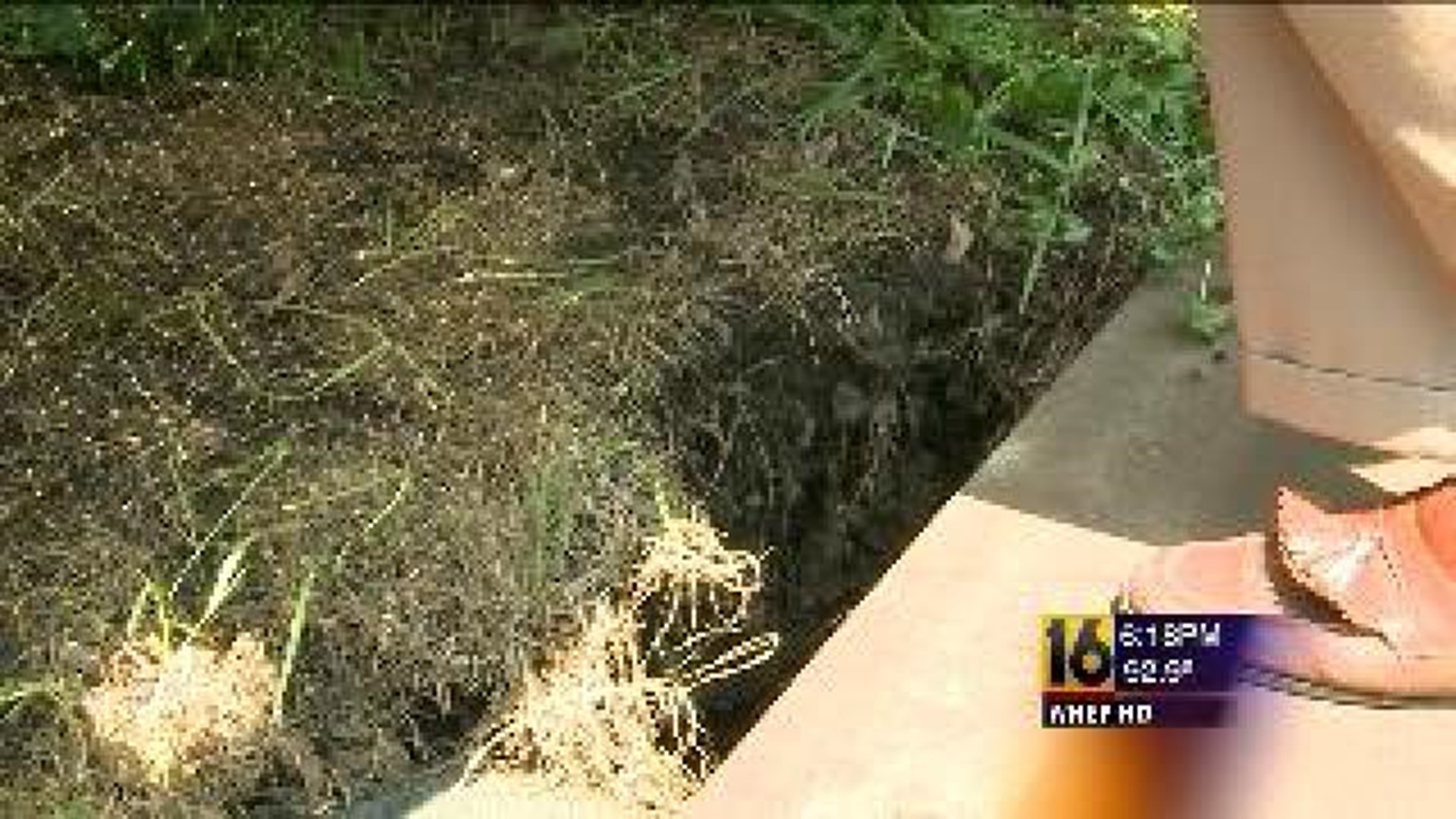 Homeowner Fights Cause of Backyard Cave-Ins