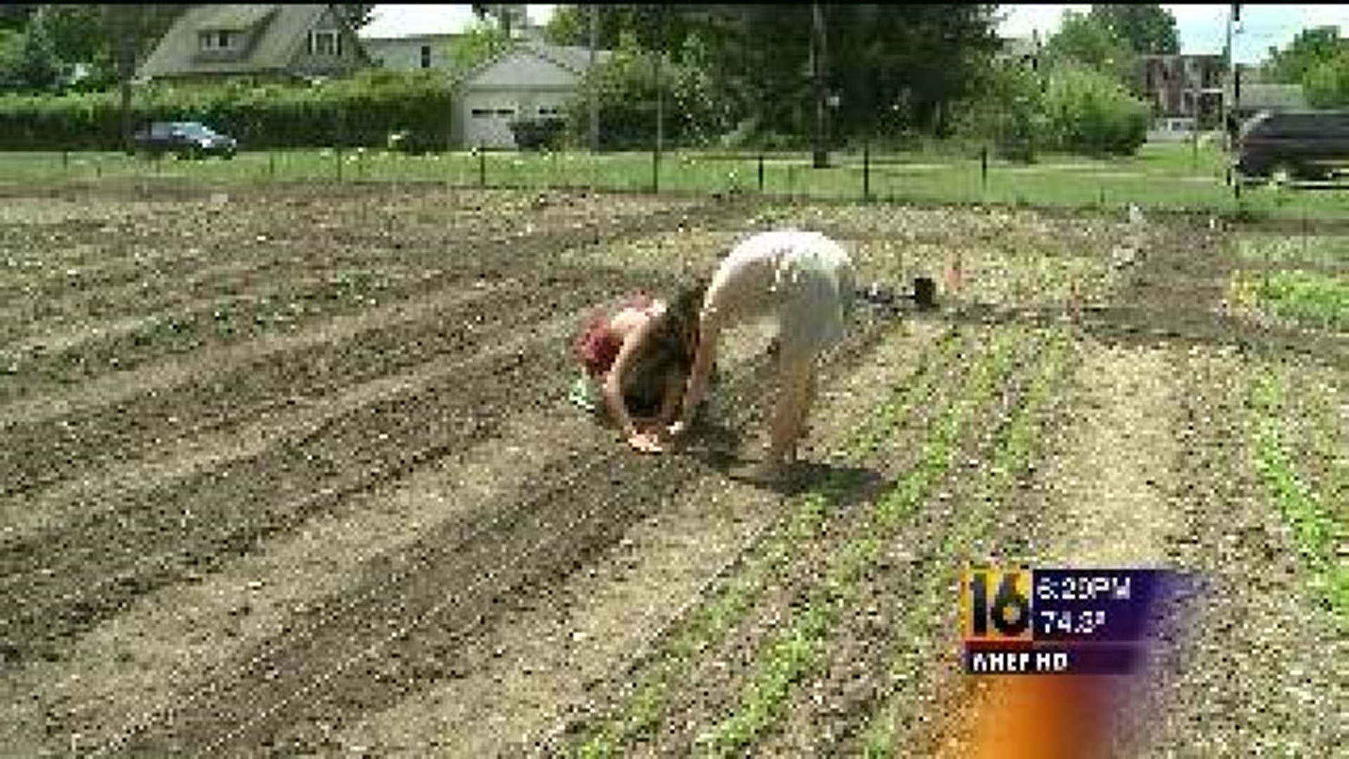 growing-for-a-good-cause-wnep