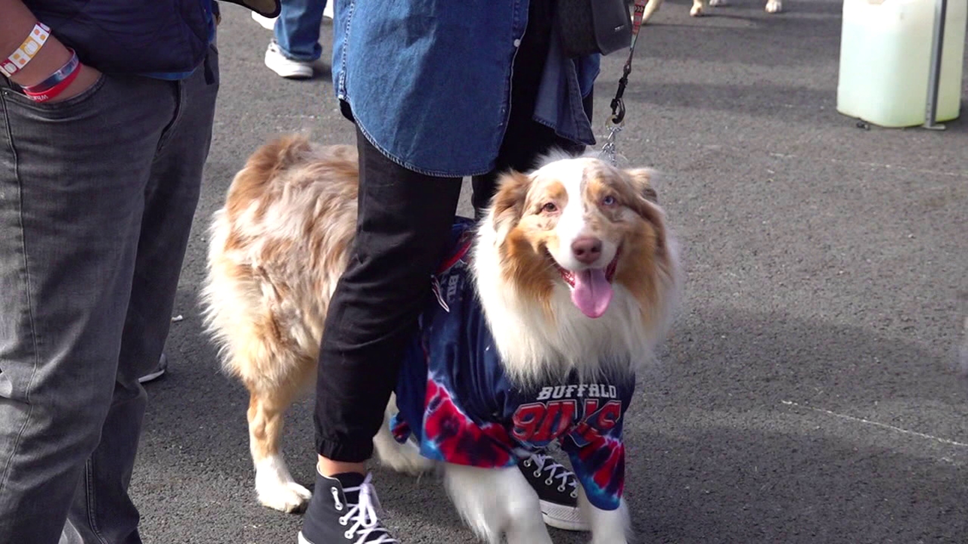 Dogs and wine this weekend at a fundraiser for Griffin Pond Animal Shelter