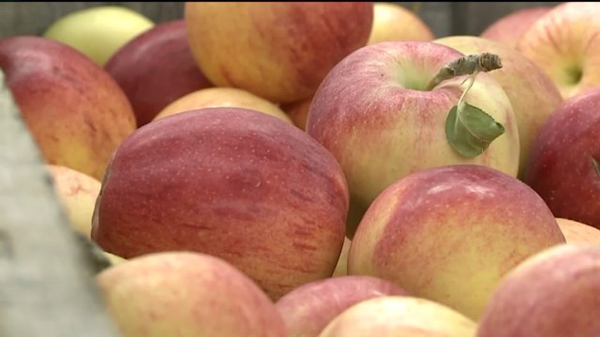 Fruit Farm Hit by Tornado Hopes to Flourish This Fall