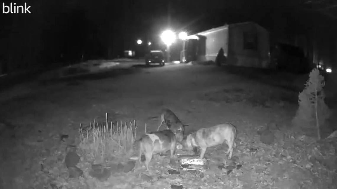 Neighbors react to woman having partial amputation after dog attack - Vimarsana News