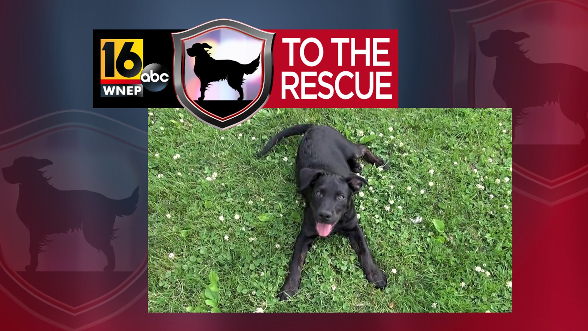 In this week's 16 To The Rescue, we meet 5 puppies: Turbo, Elvira, Amber, Belinda, and Camilla.