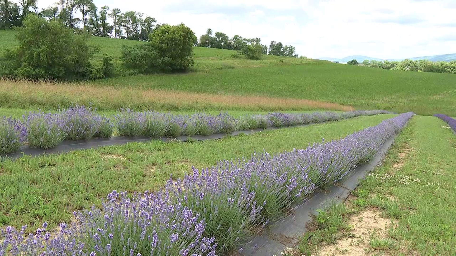 Lavender is in season right now and there are ten different varieties at the farm.