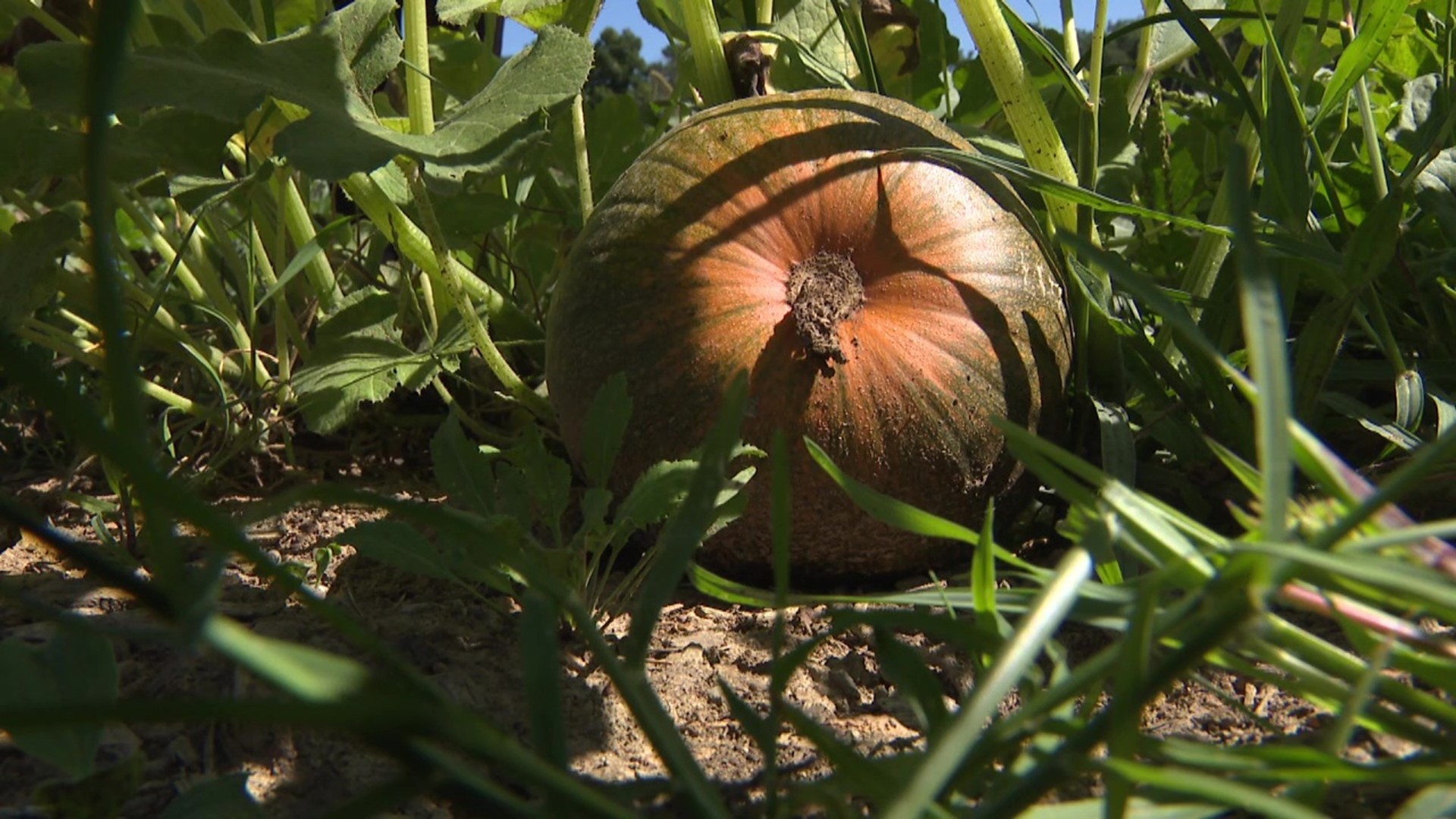 At a farm in Carbon County, drought conditions have taken a toll on all types of crops, including pumpkins.