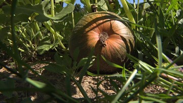 Summer dry weather impacts pumpkins