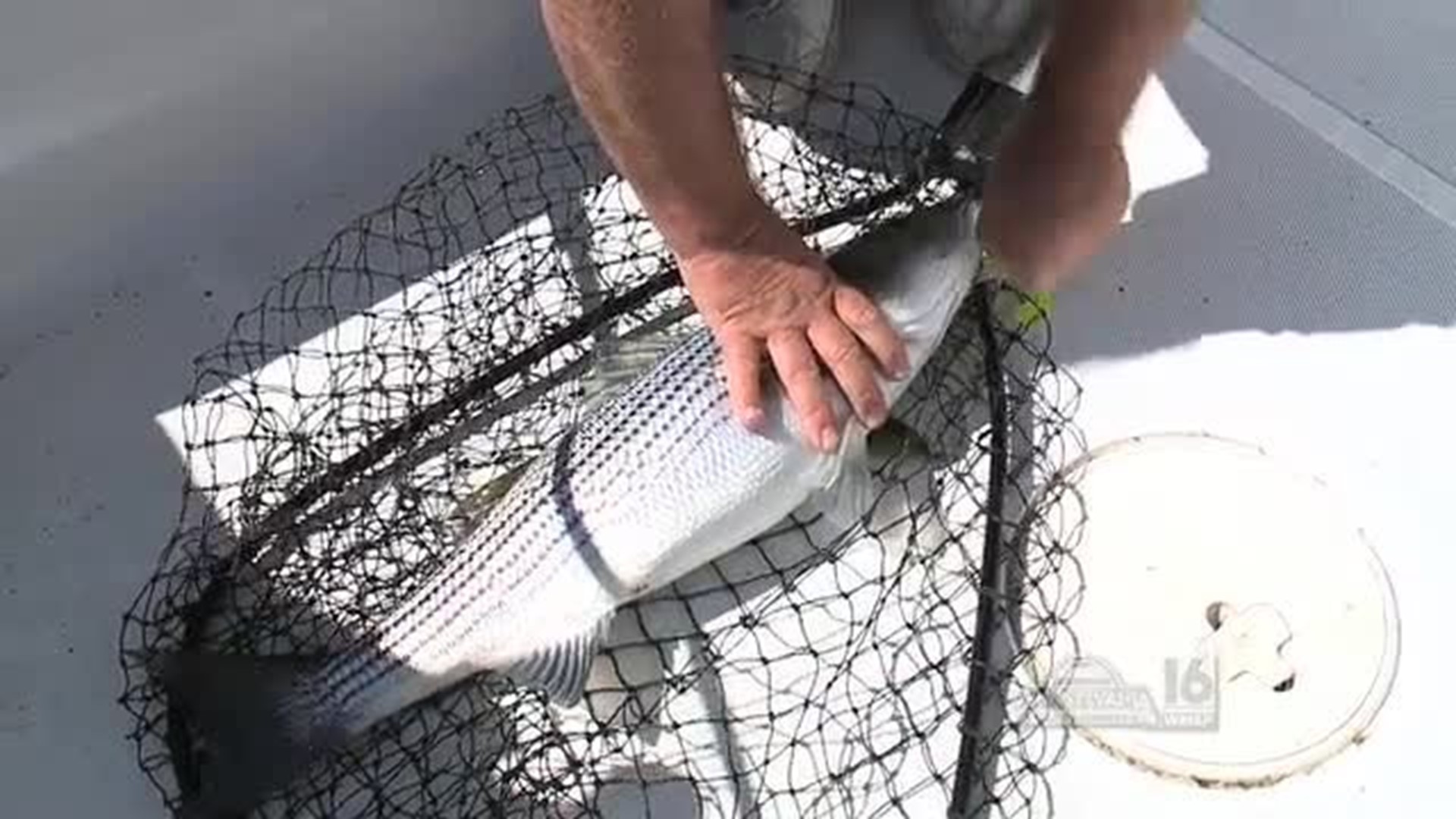 Beltzville Lake Striper Fishing