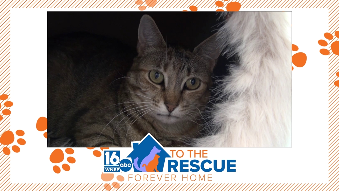 16 To The Rescue: Joule
