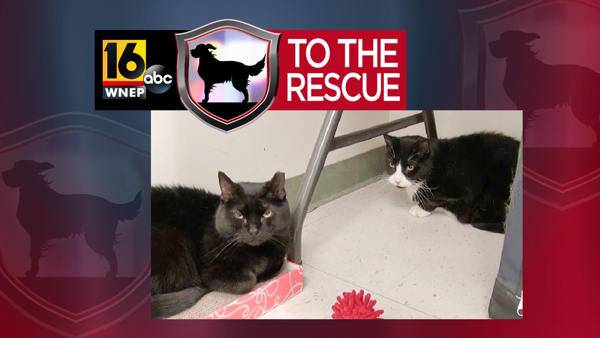 In this week's 16 To The Rescue, we meet two cats who are best friends and need to be adopted together.
