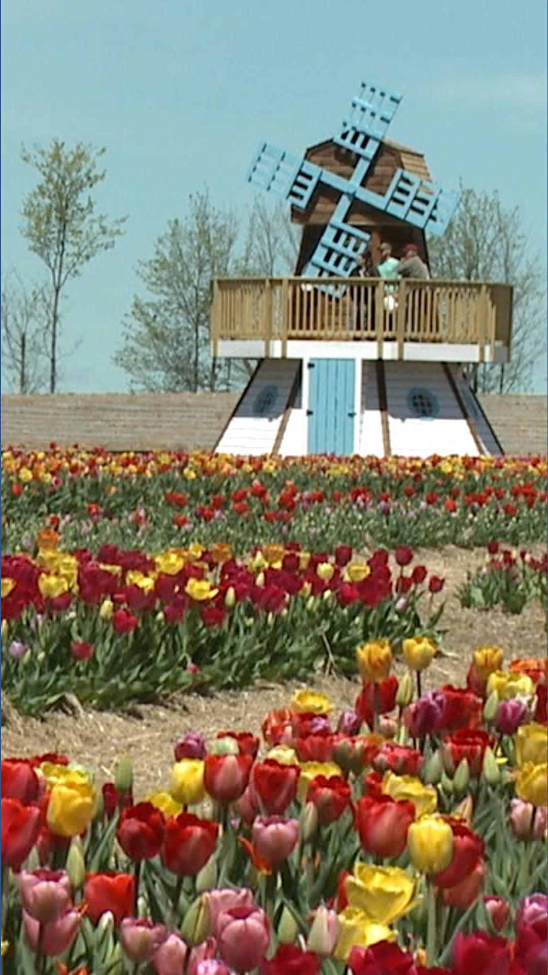 Make This Beautiful Tulip Arrangement for Mother's Day With Your Very ...