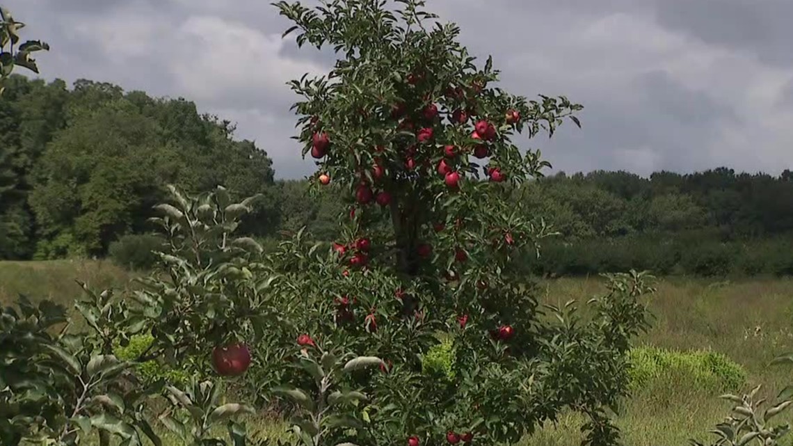 Apple Again Closing Some Stores in Florida, Arizona, North Carolina and  South Carolina Due to Coronavirus Spikes - MacRumors