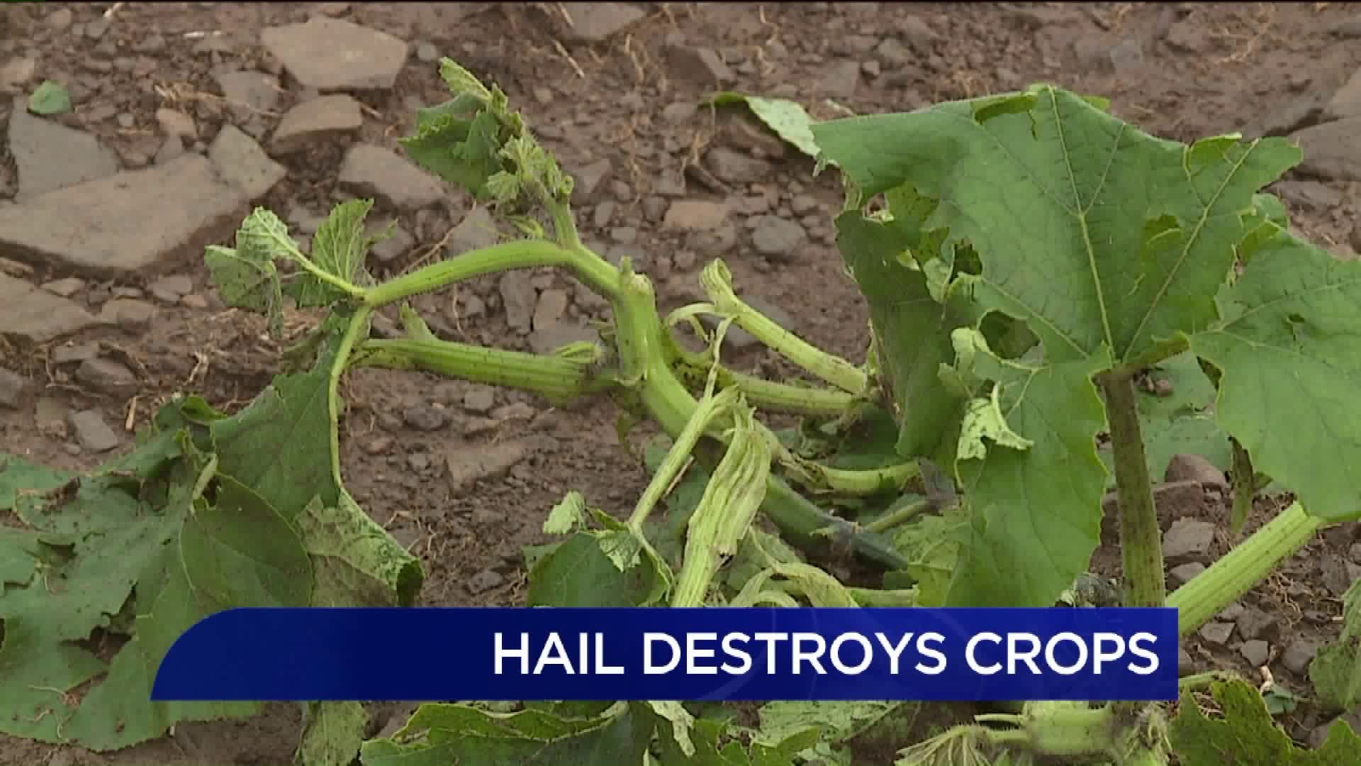 Farm Loses Entire Pumpkin, Hay Crops After Severe Storm Brings Downpours, Hail