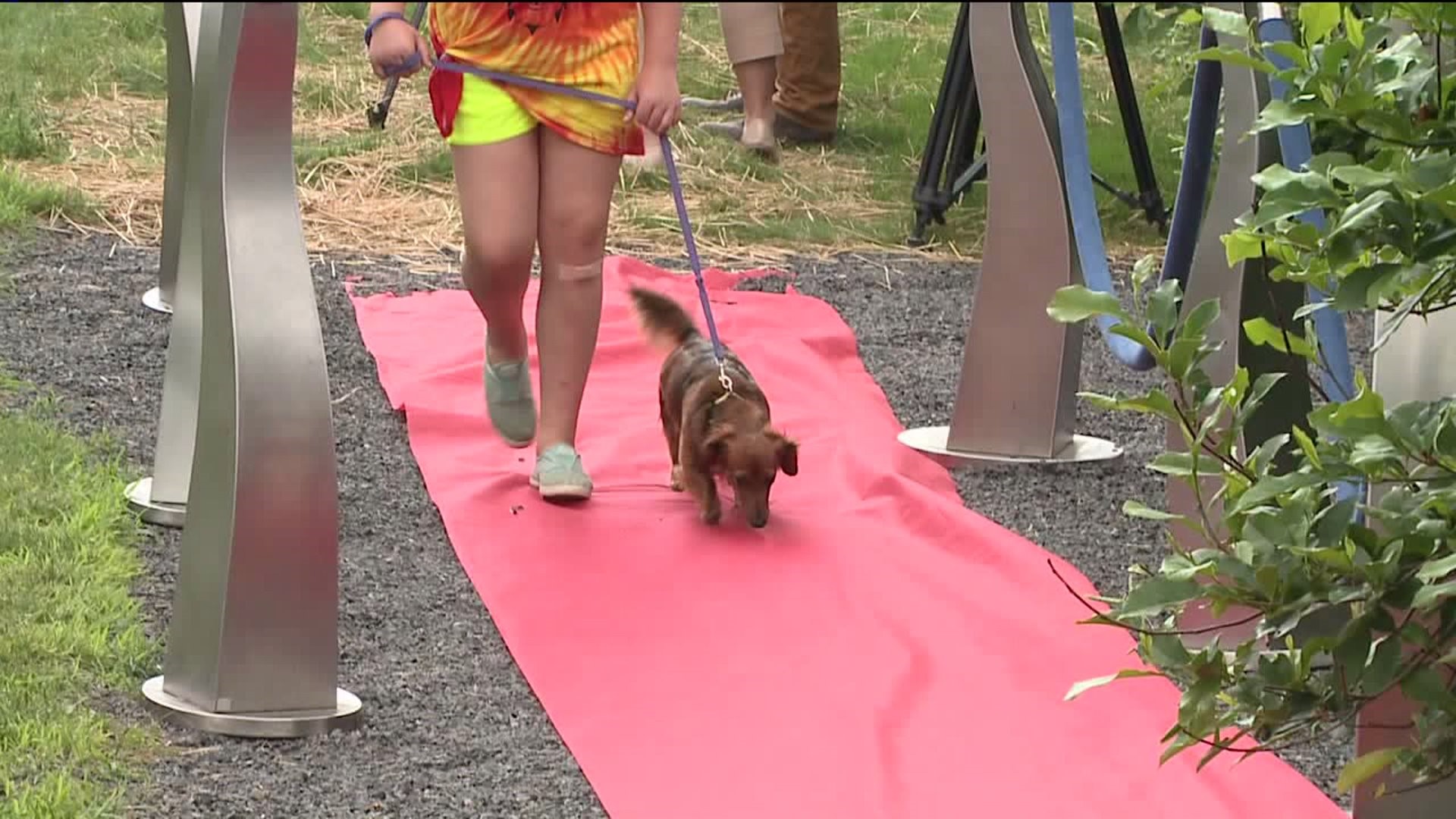 Shelter Dogs Enjoying a New Trail at the SPCA of Luzerne County
