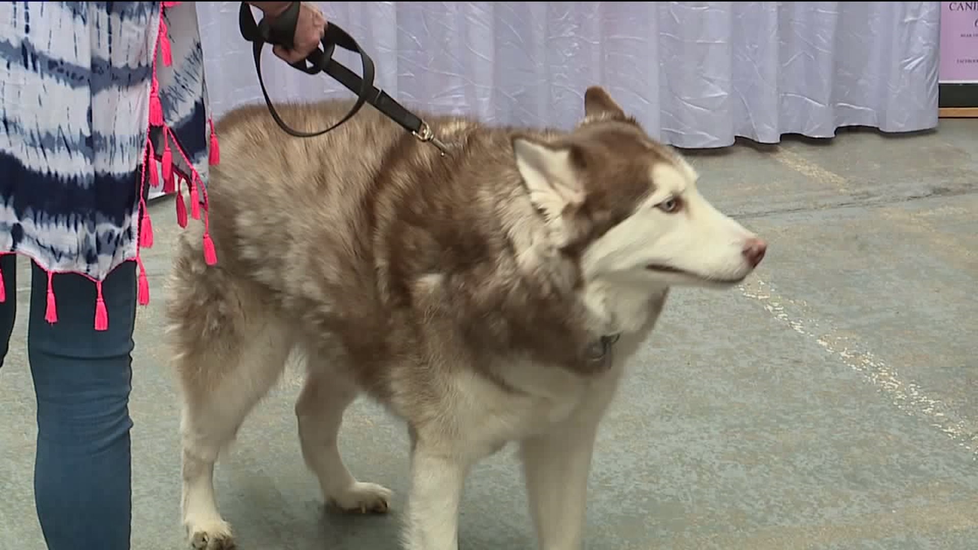 Pet Expo in Luzerne County