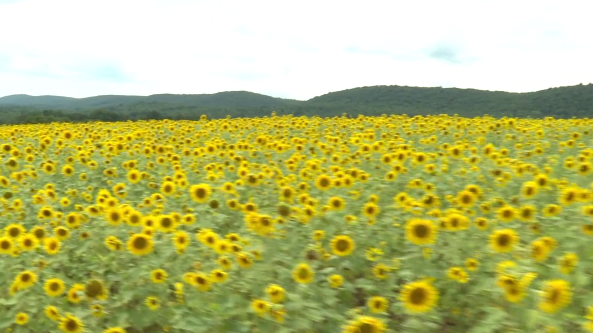 Sunflowers symbolize happiness, loyalty, and longevity, and in Schuylkill County, there's a farm that is giving visitors a reason to smile and place to escape to.
