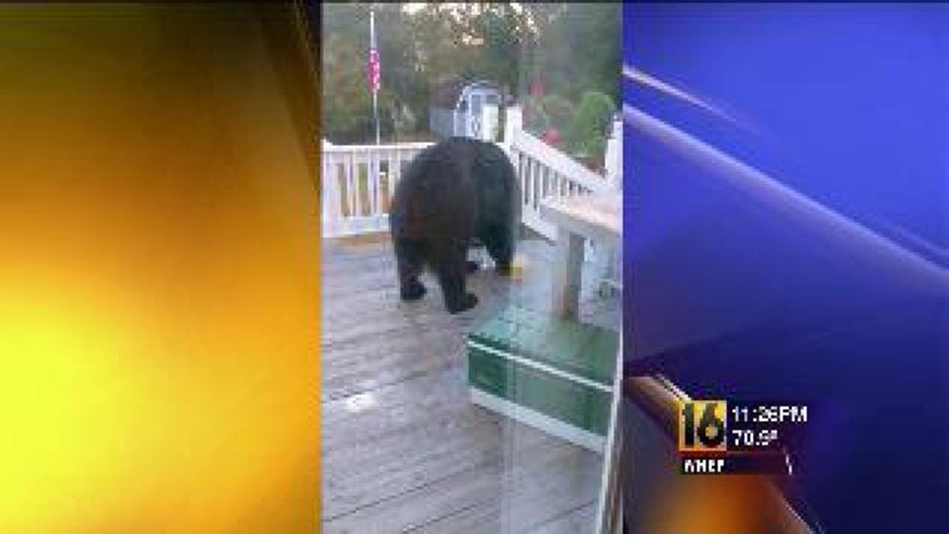 Sandwich Stealing Bear Caught In The Act