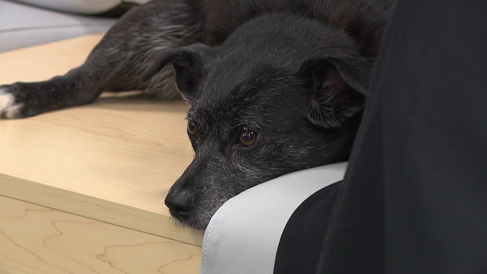 Poppy the facility dog brings comfort and joy to Penn College students ...