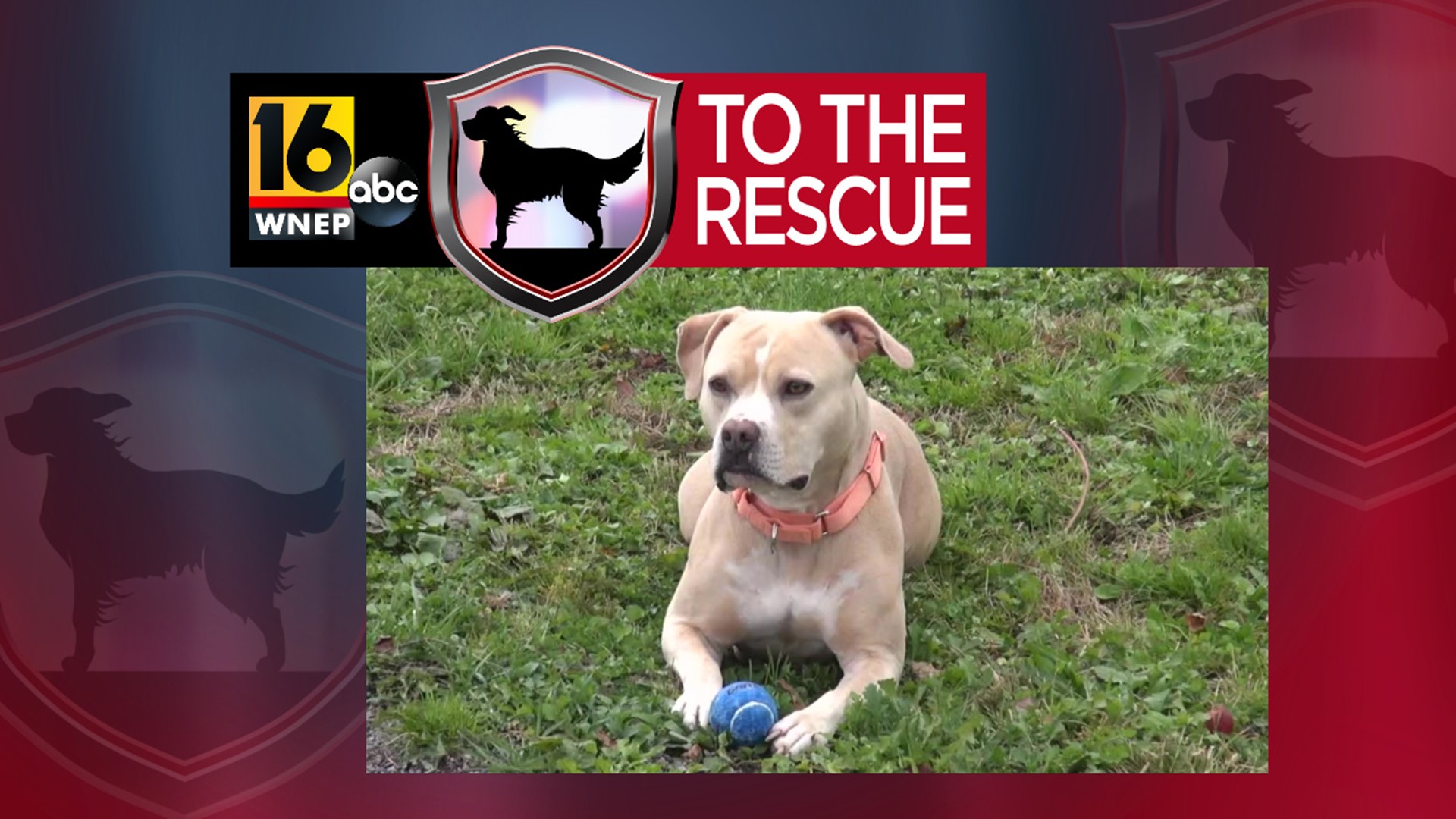 In this week's 16 To The Rescue, we meet a 3-year-old pit bull/terrier mix who has been in the Blue Chip Animal Refuge most of her life.