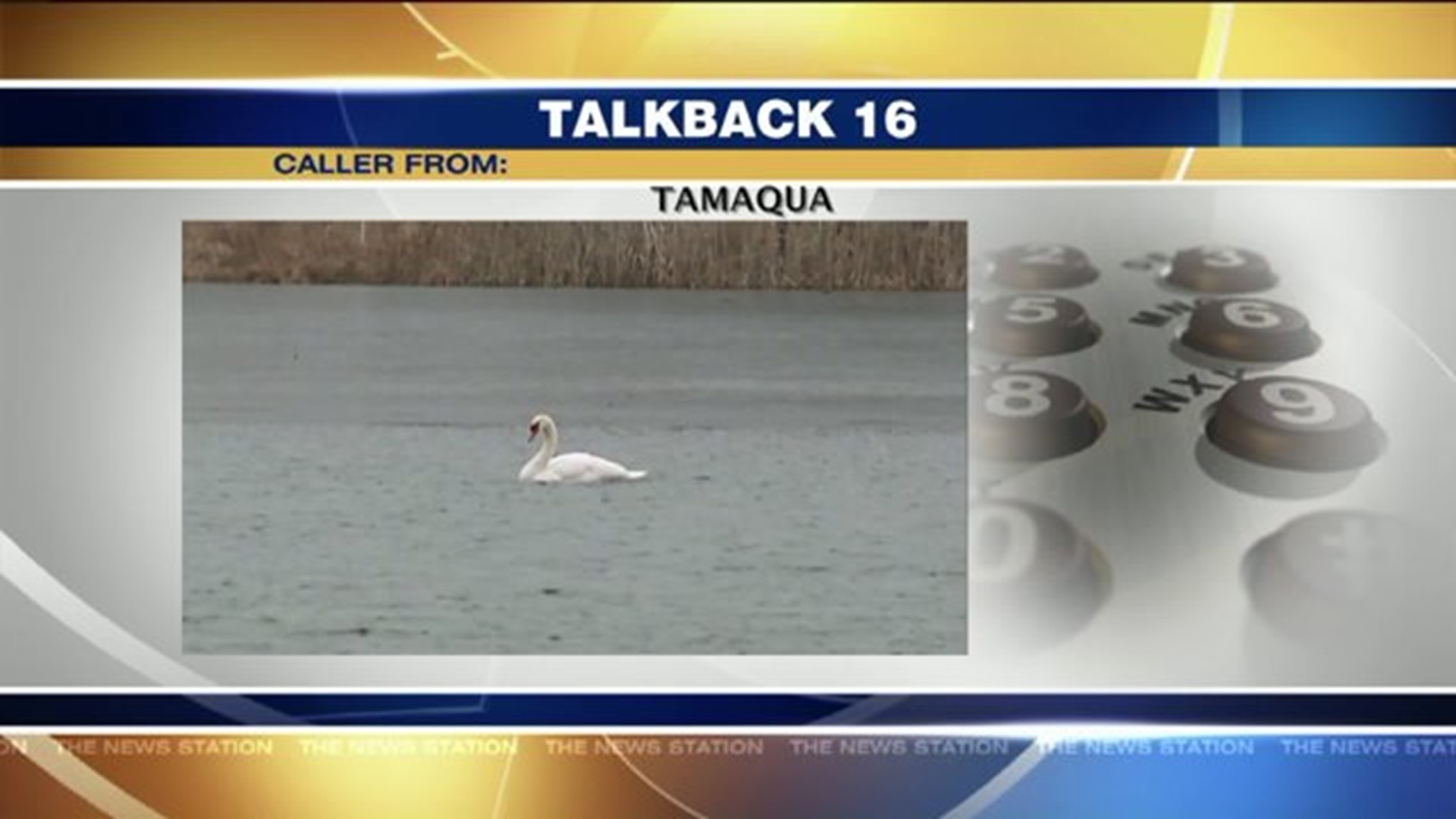 Talkback 16: Swan Killed, School Delays
