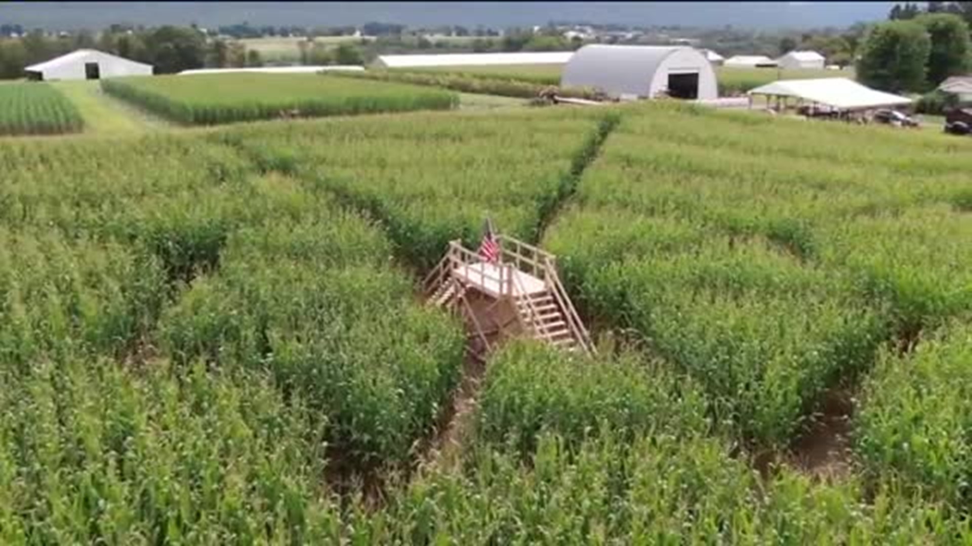 'Radiant' Corn Maze in Schuylkill County