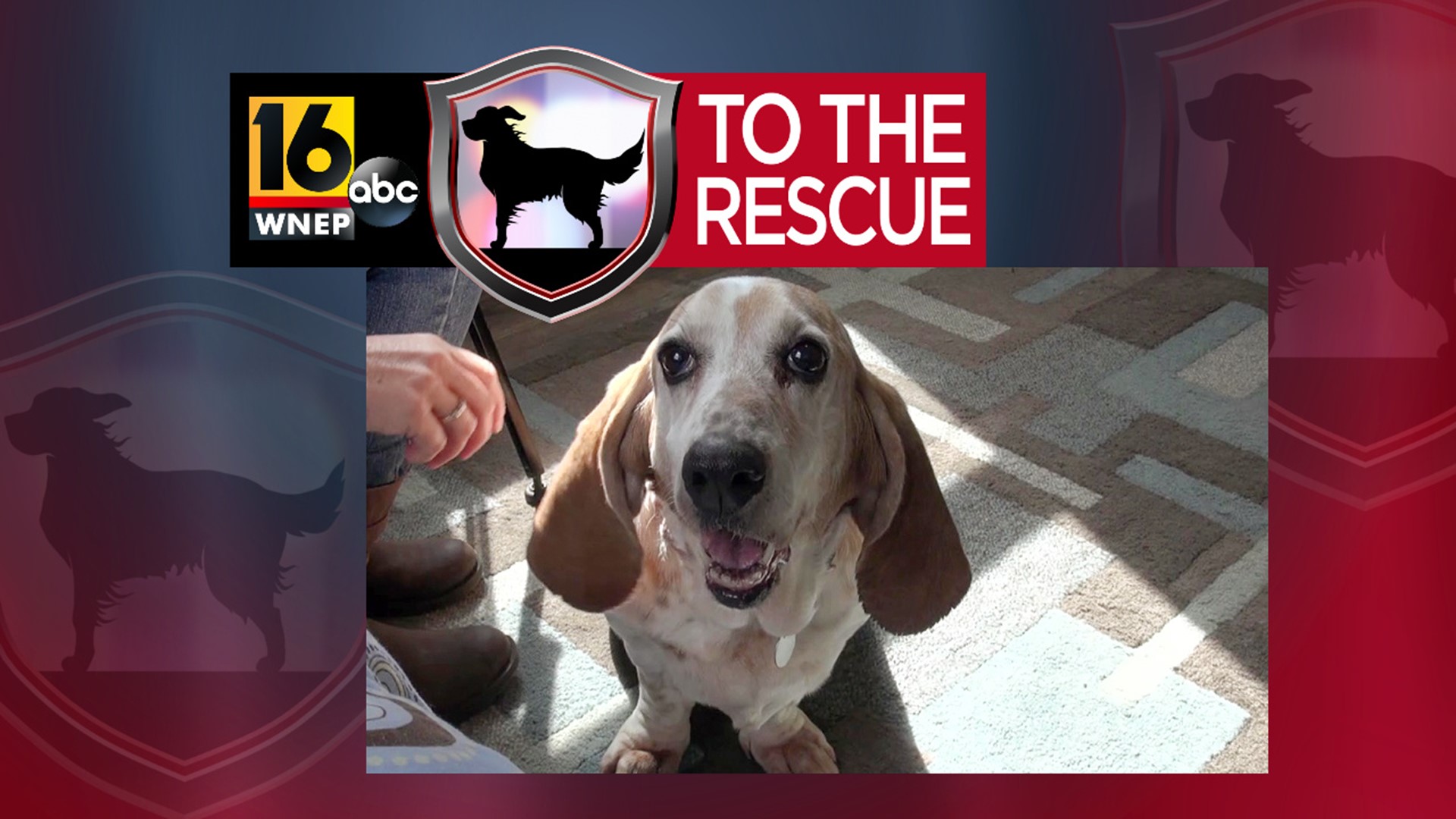 In this week's 16 To The Rescue, we meet a senior basset hound who may be old and lumpy, but this adorable girl is so easy to love.