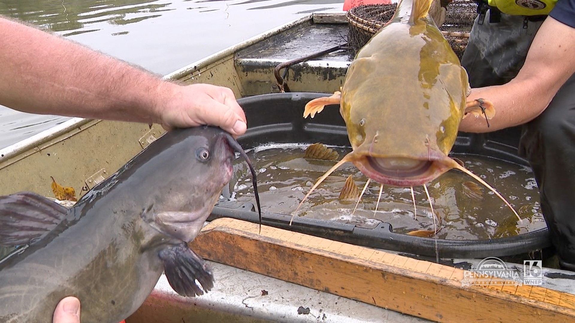 Huge catfish caught on Susquehanna River in Lancaster County; could it set  record?, Outdoors