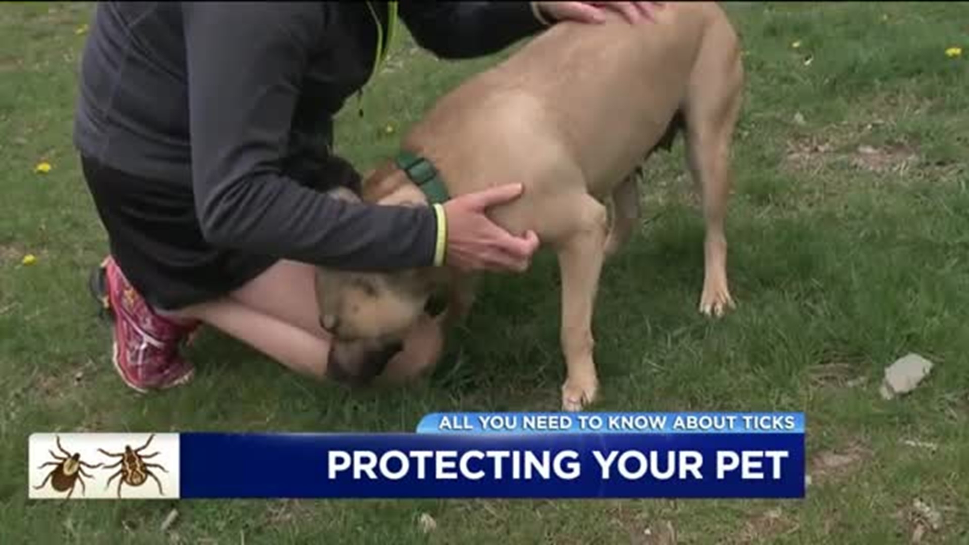 Protecting Your Pets From Ticks