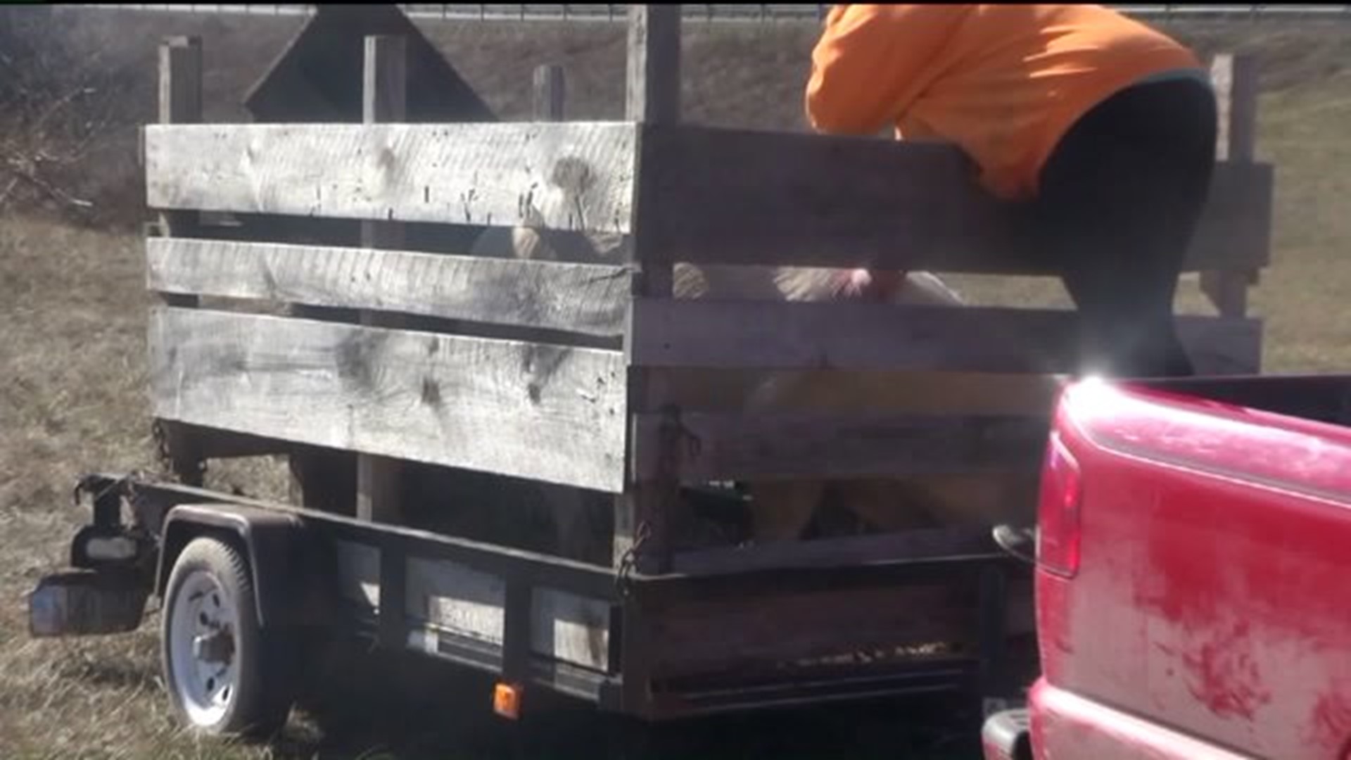 600-Pound Pig Escapes Trailer, Roams Interstate 81