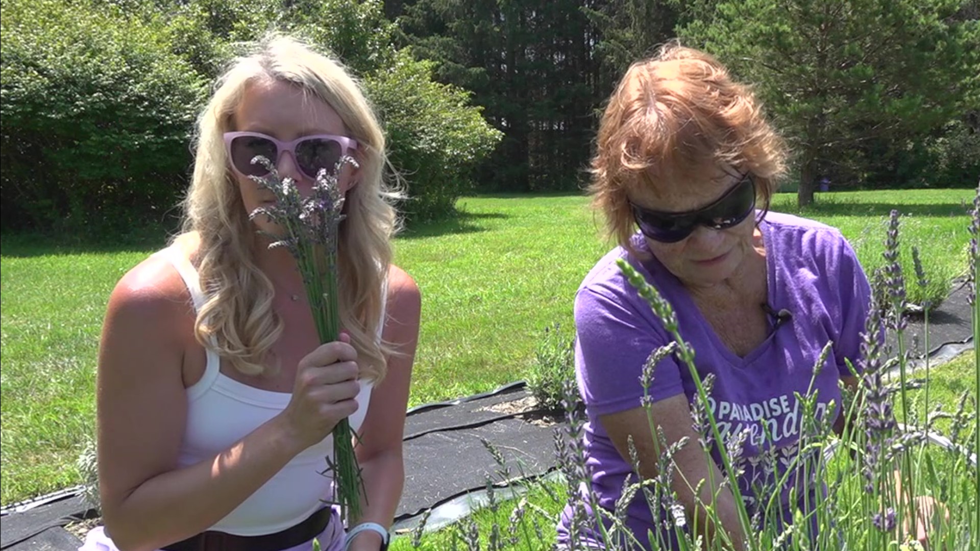 We're in the midst of the harvest season for a special herb used for many things. Newswatch 16's Chelsea Strub checks it out.