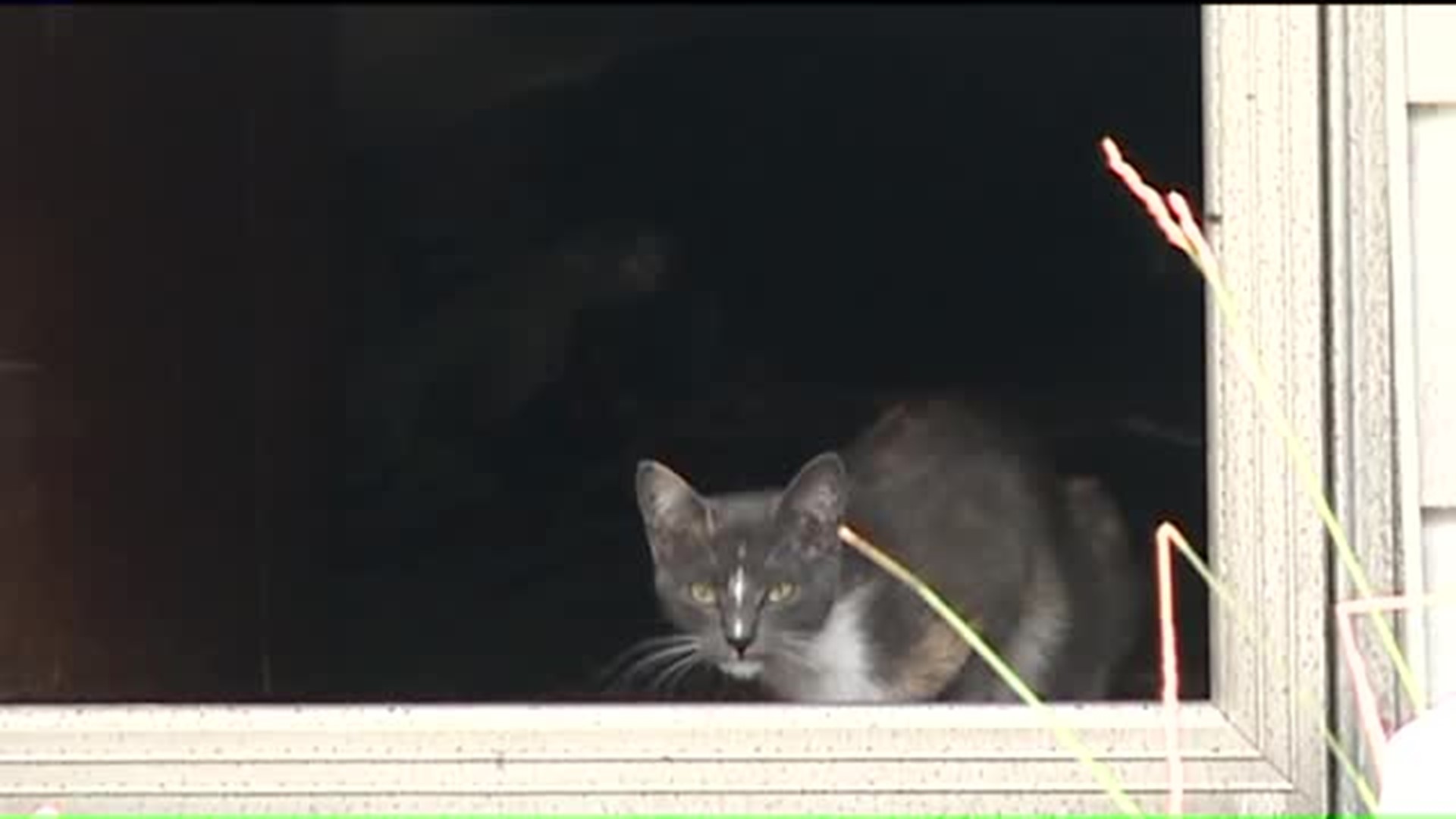 Kittens Trapped in Condemned Wilkes-Barre Home