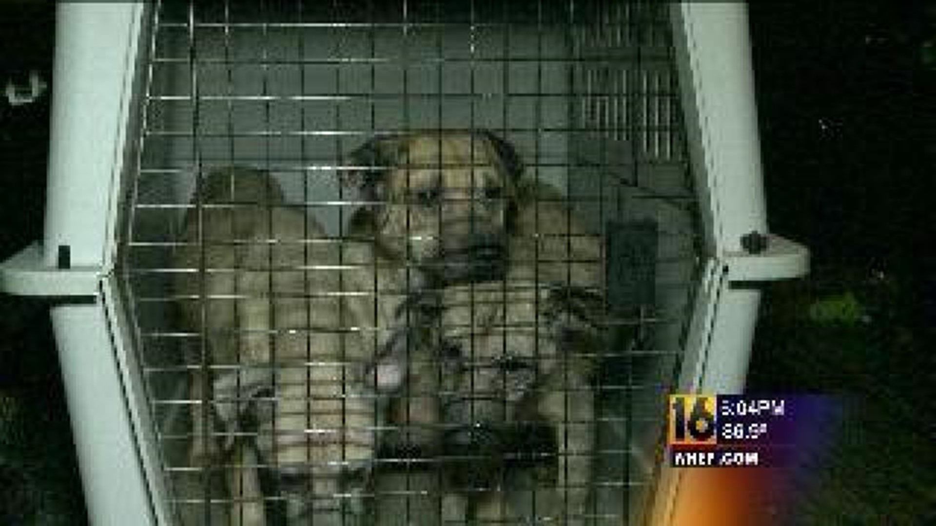 Rescued Dogs Recovering