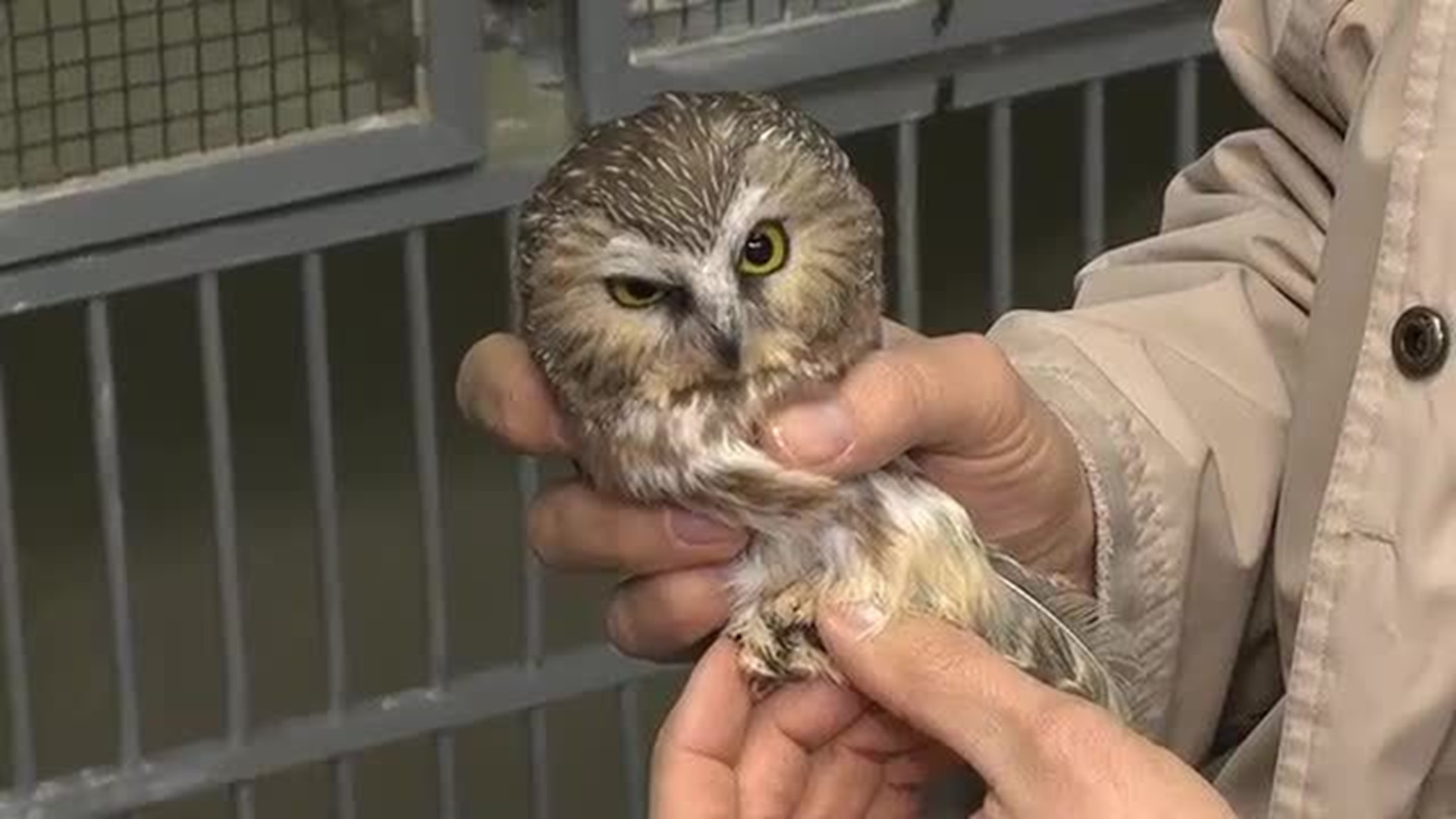 CCEEC Owl Release