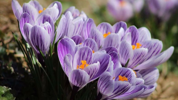 Spring is young | PhotoLink Library