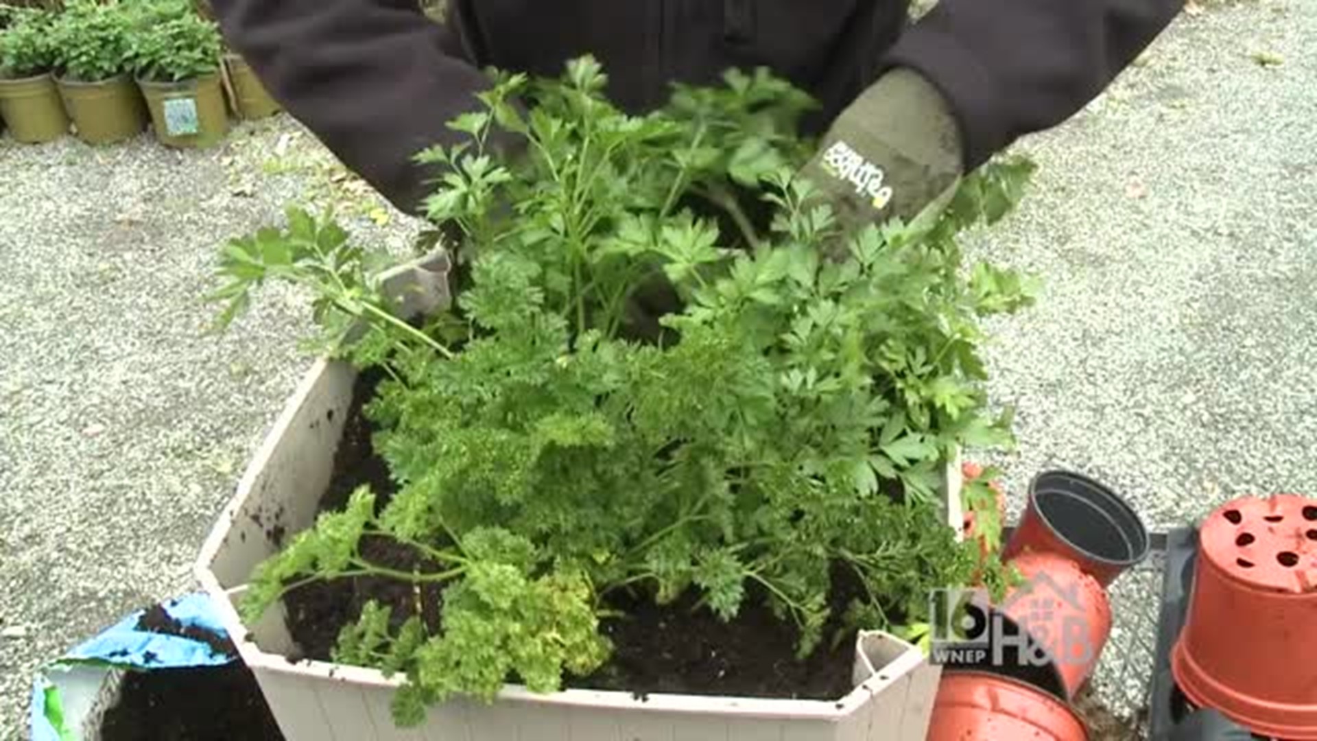 Potting Parsley for Winter