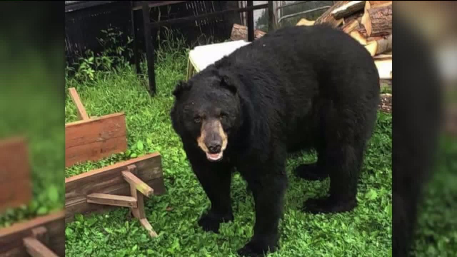 'Yeah, it is scary' - Bear Encounters on the Upswing in Luzerne County