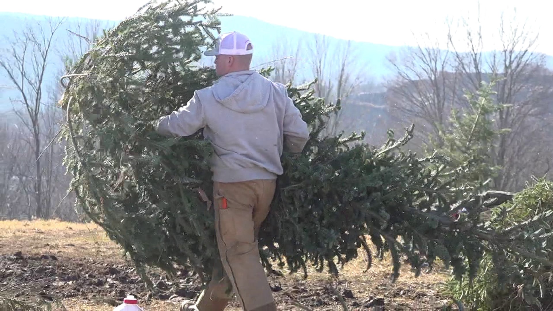 It was a beautiful day to pick out a Christmas tree at Chamber's Tree Farm in Susquehanna County.