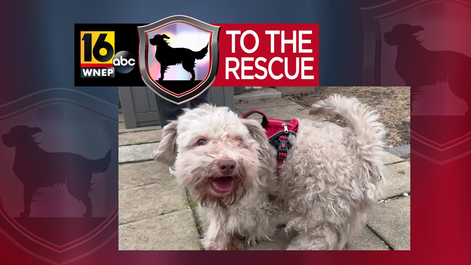 In this week's 16 To The Rescue, we meet a 5-year-old Maltipoo with the playful spirit of a puppy.